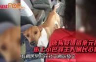 唐狗疑遭遺棄元朗 衝上小巴尋主人網民心痛