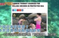 中國遊客殺海膽？  泰警證實泰媒散播假新聞