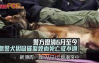 警方澄清6月至今 無警犬因吸催淚煙而死亡或不適