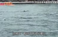 約百條偽虎鯨驚現維港  海豚保育學會:不排除貪玩或迷路