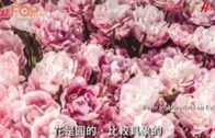 補充勞工優化計劃招聘會今起一連3天舉行  求職者願跨區工作:最緊要搵到工