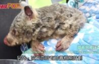 約5億動物亡釀生態浩劫 救援組織醫院眾籌倡助養