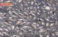 發現大量死魚 天水圍排水道傳惡臭