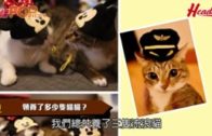 善待動物Jeffrey、Crystal與 貓貓Oki、Nala & Nago