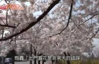 韓國市民無懼疫情賞櫻 護士炮轟：隔離是否很難？