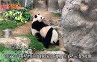 盈盈樂樂自然交配成功 有望今年生大熊貓BB
