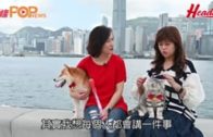 小巴安全帶放蛇︱業界:長者搭短途多數唔願戴 95%小巴未裝偵測警示系統 籲政府資助