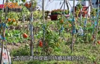 鬧市建綠色社區 天台農莊Fun享種植樂