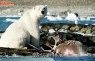 全球暖化｜北極熊被迫上岸找新獵物  捕食馴鹿影片首曝光