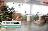 善待動物｜柴灣寵物Cafe咖啡2 ,500呎空間超IG-ablele