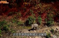Khaby Lame｜網紅「無語哥」開啓中國行 玩轉北京天津