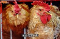 禽流感│波蘭及英國爆H5N1禽流感港暫停進口禽類產品