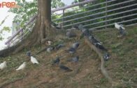 虐鴿案｜大埔富亨邨再發現13隻鴿屍 涉遭人殘酷虐待