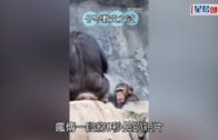 動物趣事｜小猩猩向遊客扔石頭被大猩猩樹枝鞭打  網民讚有家教