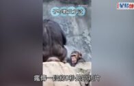 動物趣事|小猩猩向遊客扔石頭被大猩猩樹枝鞭打  網民讚有家教