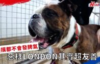 SPCA領養狗狗｜為食London 任摸唔嬲