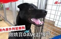 SPCA領養狗狗｜撒嬌寶DAVE 房內房外判若兩狗