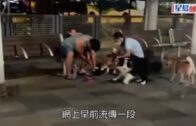 虐待動物｜柴犬遭粗暴「管教」掐頸撳地  虐畜男司機被捕