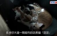 香港仔貓店長｜「囝囝」一度被偷走  警尋回拘27歲男