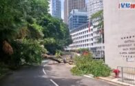 塌樹意外｜律政中心對開塌樹阻行車路  幸無人受傷