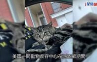 網上爆紅貓界「阿愁」終於有家  獲馬里蘭州夫婦領養