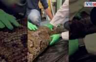動物奇事｜科學家剖開5公尺巨蟒驚見完整鱷魚  震撼片達千萬次點擊