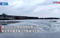 又有災難？日本新潟縣海量沙甸魚沖上岸    引居民恐慌