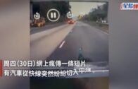 有片｜元朗青朗公路孔雀堵路險撞 幽默網民: 終於唔係避狗