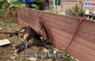 Charlie Kirk遭槍殺｜FBI發布槍手逃跑影片 屋頂行兇後跳下