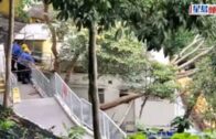 沙田萬佛寺對開大樹折斷傾側　兩男女被壓中受傷送院