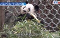 美國孟菲斯動物園為大熊貓「丫丫」舉行送別活動