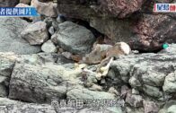 小巴安全帶放蛇︱業界:長者搭短途多數唔願戴 95%小巴未裝偵測警示系統 籲政府資助 小巴安全帶放蛇︱業界:長者搭短途多數唔願戴 95%小巴未裝偵測警示系統 籲政府資助