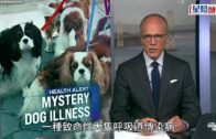 美國多州爆發神秘犬類傳染病 最快24小時内變重症可致死 成因未明