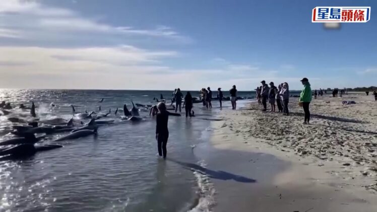 160多條領航鯨擱淺西澳海岸 至少31條死亡