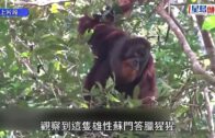 全球首例｜ 紅毛猩猩懂用草藥治傷口 印尼科學家首發現
