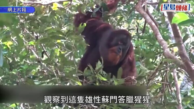全球首例｜ 紅毛猩猩懂用草藥治傷口 印尼科學家首發現