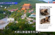 寶蓮禪寺棄狗｜寺方: 深屈引水道尋獲「細妹」 繼續找尋「大妹」下落