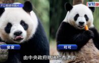 中央贈港大熊貓｜安安可可逐步適應香港環境 將學兩文三語指令 料最快12月中與巿民見面