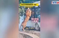 猛虎撲觀光大巴 洛陽動物園遊客驚恐尖叫｜有片