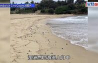 悉尼海灘「神秘黑球」證實是油脂硬塊 成分噁心飄惡臭