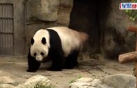 中央贈港大熊貓｜楊潤雄: 在港適應良好 料下月可與公眾見面