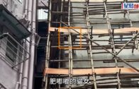 灣仔6歲貓女「九姑娘」爬棚架被困5樓 愛協救下交回主人重聚