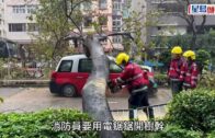 車cam直擊｜太子道西塌樹一刻 目擊者嚇壞驚呼