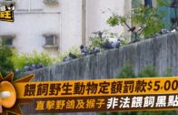 星島申訴王｜餵飼野鴿及野生動物定額罰款$5000 直擊野鴿及猴子非法餵飼黑點現況