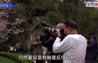 機場櫻花園內放無人機 29歲男被捕 報稱不知是禁飛區