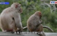 猴疱疹病毒｜37歲男遭金山猴子襲擊4個月後不治 行山客諗計自保: 你唔撩佢都唔會攻擊你