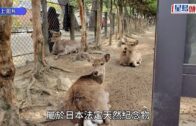 遊日注意｜奈良修訂新法 嚴禁暴力傷害鹿群
