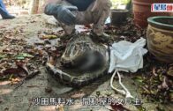 馬料水赤泥坪村2米緬甸蟒吞貓 遭蛇王擒拿受驚吐貓屍
