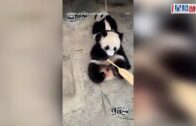 端午節︱熊貓家族齊食糭應節? 加加、得得萌爆拎船槳撐龍舟 盈盈、樂樂Chill住嘆冰糉