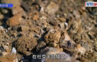 中美貿易談判｜特朗普宣布達成協議 中國將供應稀土 美方接受中國留學生